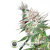 L.A. Woman (DNA Genetics) - The Cannabis Seedbank