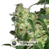 LA Cannalope (DNA Genetics) - The Cannabis Seedbank