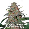 Lemon Skunk (DNA Genetics) - The Cannabis Seedbank