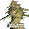 ReCon (DNA Genetics) - The Cannabis Seedbank