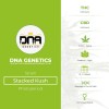 Stacked Kush (DNA Genetics) - The Cannabis Seedbank