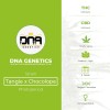 Tangilope (DNA Genetics) - The Cannabis Seedbank