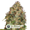 Dutch Kush - Feminised - Paradise Seeds