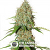 AutoBrooklyn Sunrise - Autoflowering - Dutch Passion