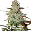 Blue AutoMazar - Dutch Passion - Autoflowering