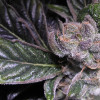 Dutch Passion - Blueberry - Feminised