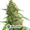 CBD Auto Compassion Lime - CBD Autoflowering - Dutch Passion