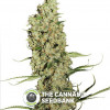 Jorge's Diamond - Feminised - Dutch Passion