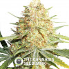 Lemon Zkittle - Feminised - Dutch Passion