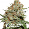 Skunk #11 - Feminised Cannabis Seeds - Dutch Passion