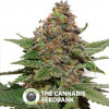 Strawberry Cough - Feminised Cannabis Seeds - Dutch Passion
