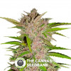 Fastberry Autoflowering Feminised FastBuds Seeds