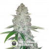 Gorilla Glue Autoflowering Feminised FastBuds Seeds