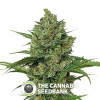 Northern Express Autoflowering Feminised FastBuds Seeds