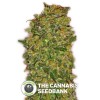 Female Collection #2 Seeds (00 Seeds) - The Cannabis Seedbank