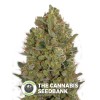 Female Collection #3 (00 Seeds) - The Cannabis Seedbank