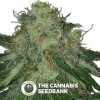 Fools Gold (710 Genetics) - The Cannabis Seedbank