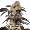 French Cookies (T.H. Seeds) - The Cannabis Seedbank