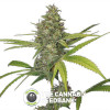 G13 Haze Feminised Barney's Farm Seeds