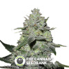 Gorilla Bomb - Feminised Seeds - Bomb Seeds