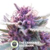 Grape Krush Regular (DJ Short) - The Cannabis Seedbank
