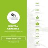Grape SnowTrain Regular (Digital Genetics) - The Cannabis Seedbank