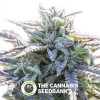 Grape SnowTrain Regular (Digital Genetics) - The Cannabis Seedbank