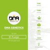 El Fuego (GYO) (DNA Genetics) - The Cannabis Seedbank