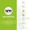 Florida Gold (GYO) (DNA Genetics) - The Cannabis Seedbank