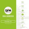 Florida OG (GYO) (DNA Genetics) - The Cannabis Seedbank