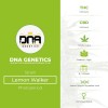 Lemon Walker (GYO) (DNA Genetics) - The Cannabis Seedbank