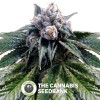 Lemon Walker (GYO) (DNA Genetics) - The Cannabis Seedbank