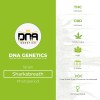 Sharksbreath (GYO)  (DNA Genetics) - The Cannabis Seedbank