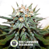 Hash Bomb - Feminised Cannabis Seeds - Bomb Seeds