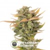 High Priority Auto (710 Genetics) - The Cannabis Seedbank