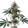 Hiydrow (HY - 1) - Feminised - Medical Marijuana Genetics