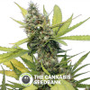 Honey B Feminised Barney's Farm Seeds