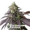 707 Headband Feminised Humboldt Seeds