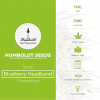 Blueberry Headband Feminised Humboldt Seeds - Characteristics