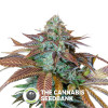 Lemon Kush Headband Feminised Humboldt Seeds