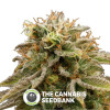 Lemon Thai Kush Regular Seeds Humboldt Seeds