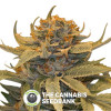 Lost Coast OG Feminised Humboldt Seeds