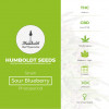 Sour Blueberry Feminised Humboldt Seeds - Characteristics