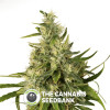 Trainwreck Feminised Humboldt Seeds