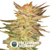 Ice Cream - Feminised - Paradise Seeds