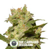 Jack Auto - Autoflowering - Paradise Seeds