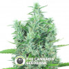 Kali Mist - Feminised - Serious Seeds