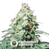 Kush Bomb - Feminised Cannabis Seeds - Bomb Seeds