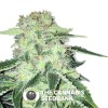 LA S.A.G.E. CBD (T.H. Seeds) - The Cannabis Seedbank