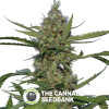 Laughing Buddha Feminised Barney's Farm Seeds